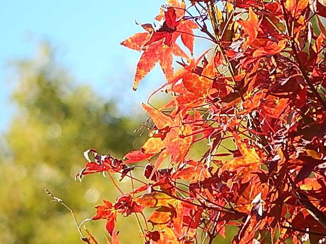 紅葉