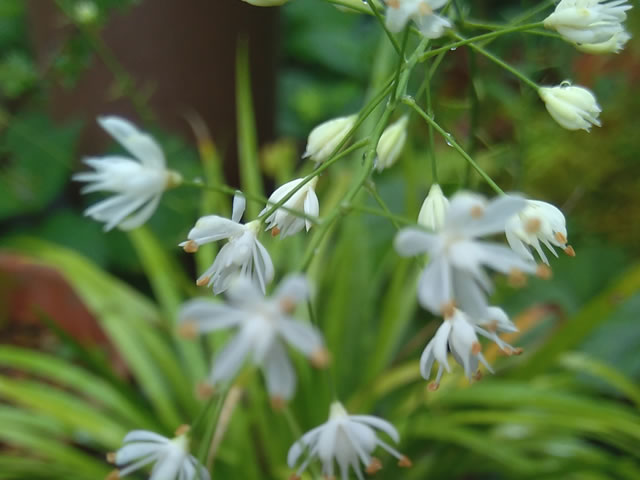 ハナセキショウ