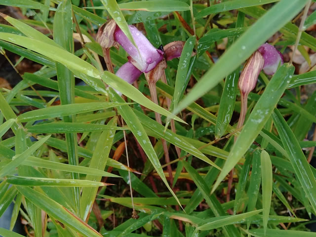 ナンバンギセル