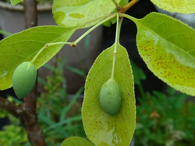 ナンジャモンジャの実