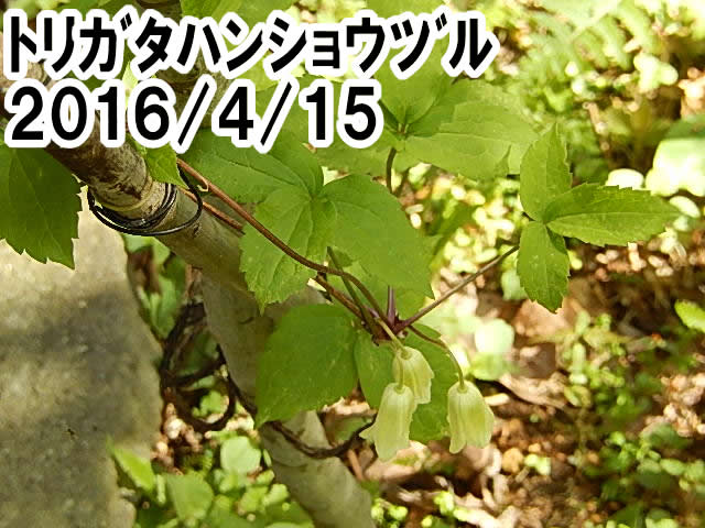 トリガタハンショウヅル