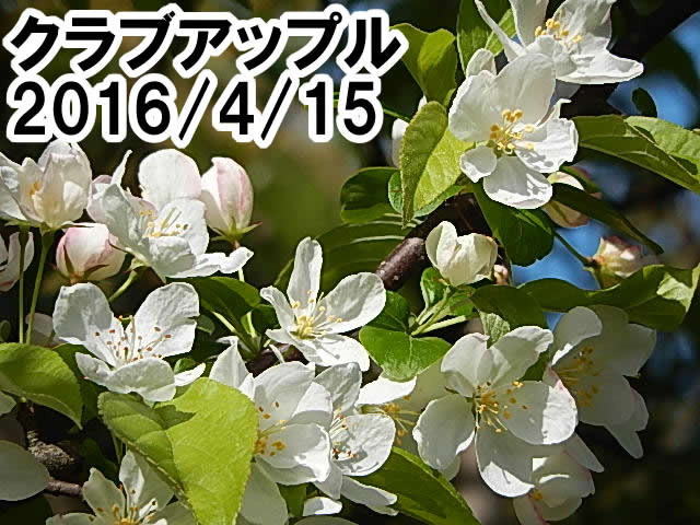 クラブアップル