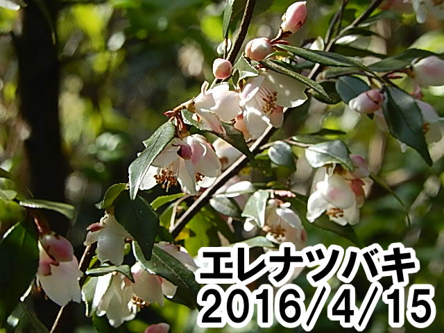 エレナツバキ