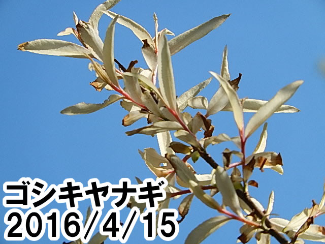 ゴシキヤナギ