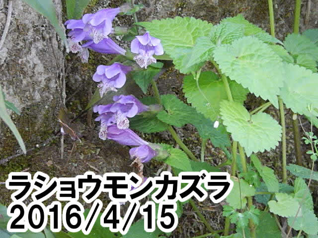 ラショウモンカズラ