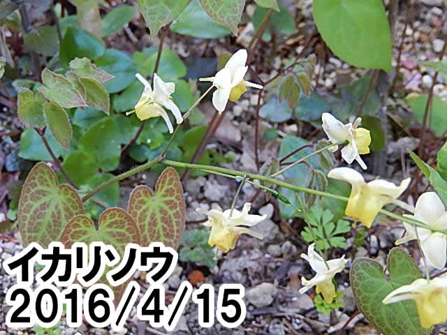 イカリソウ