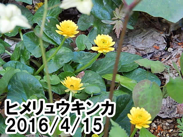 ヒメリュウキンカ