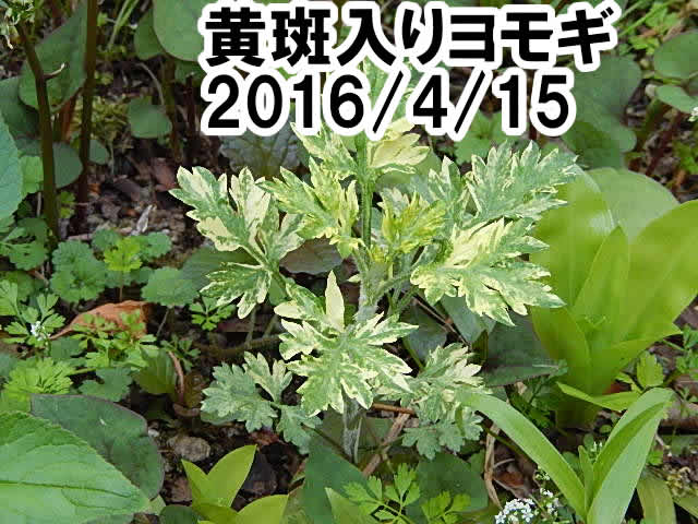 黄斑入り　ヨモギ