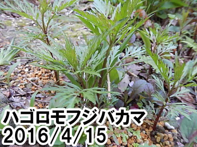 ハゴロモツジバカマ