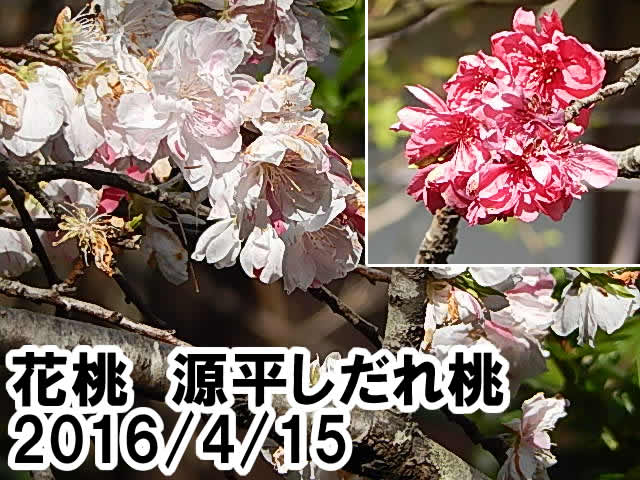 花桃　源平しだれ