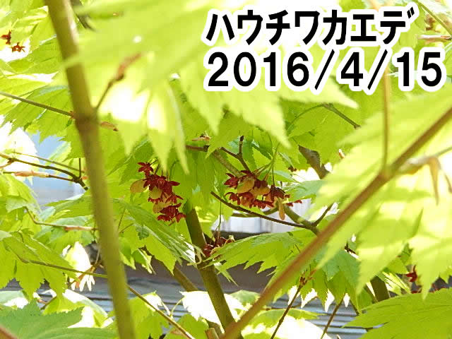 ハウチクカエｄ