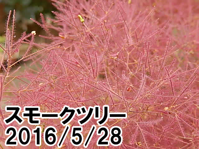 スモークツリー