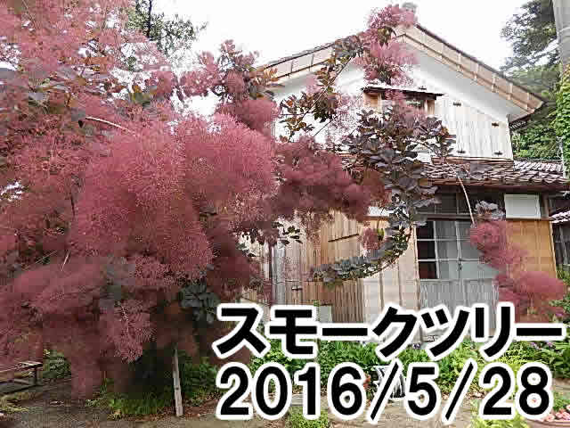 スモークツリー