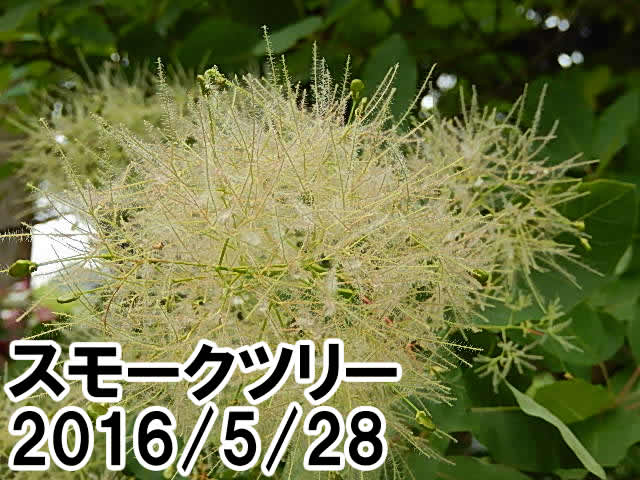 スモークツリー