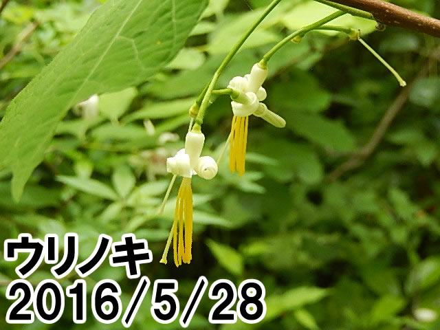 ウリノキ