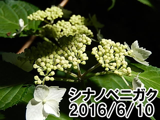 シナノベニガク