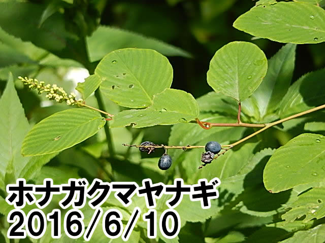 ホナガクマヤナギ