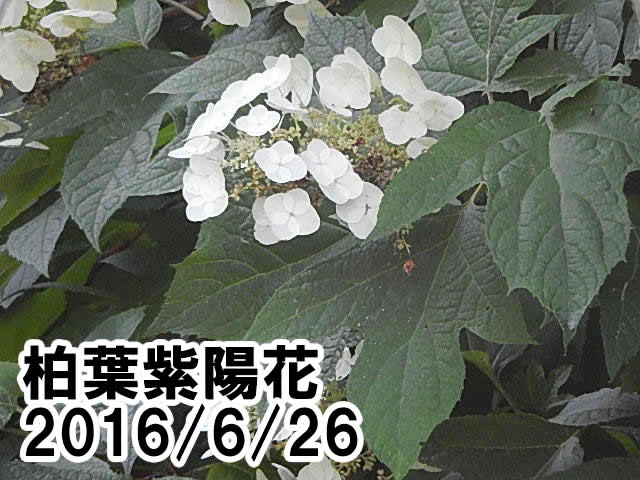 柏葉紫陽花