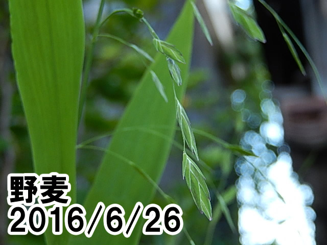 ワイルドオーツ