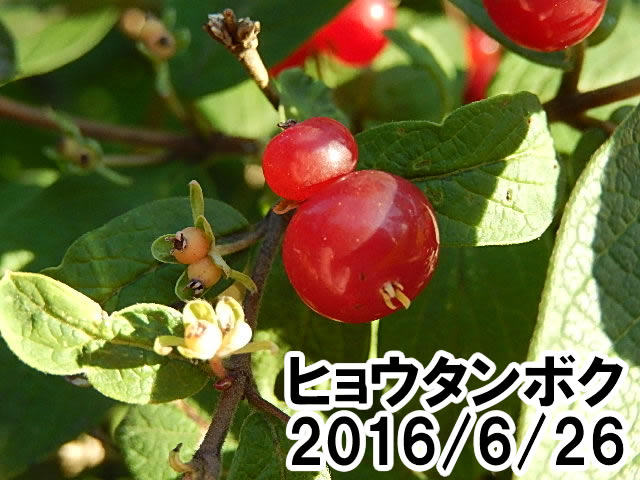 ヒョウタンボク