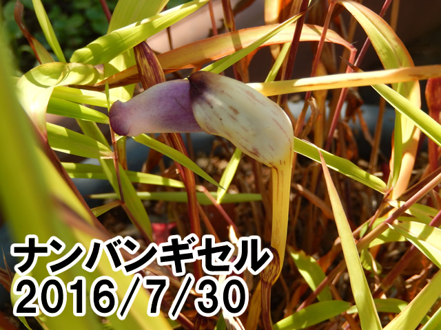 ナンバンギセル