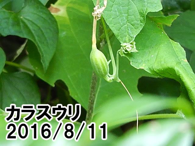 カラスウリ