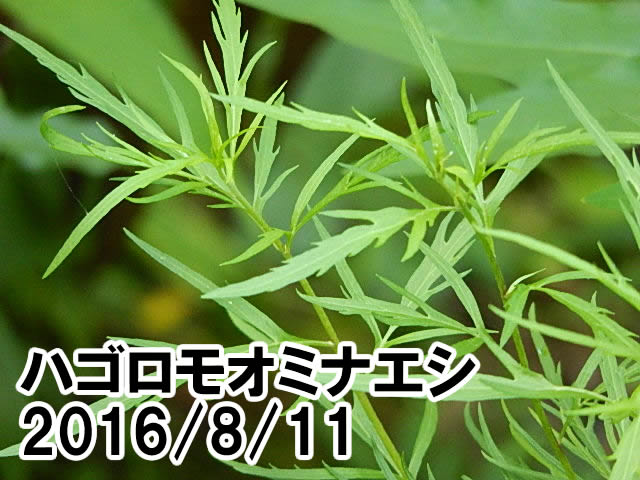 ハゴロモオミナエシ