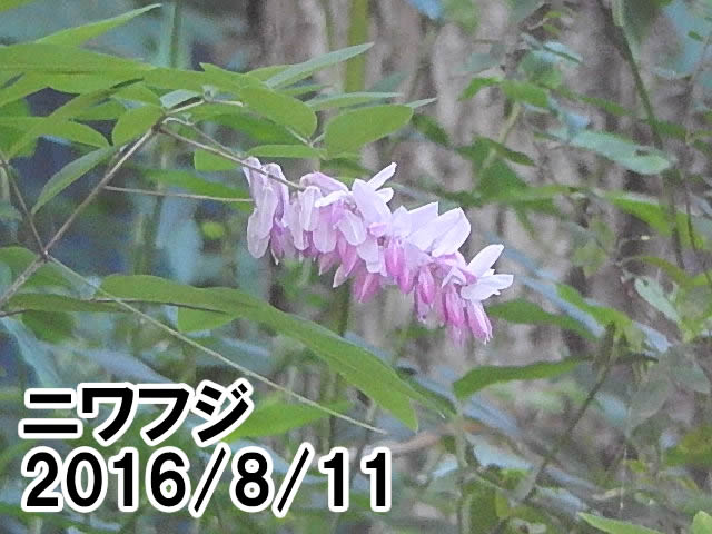 ニワフジ