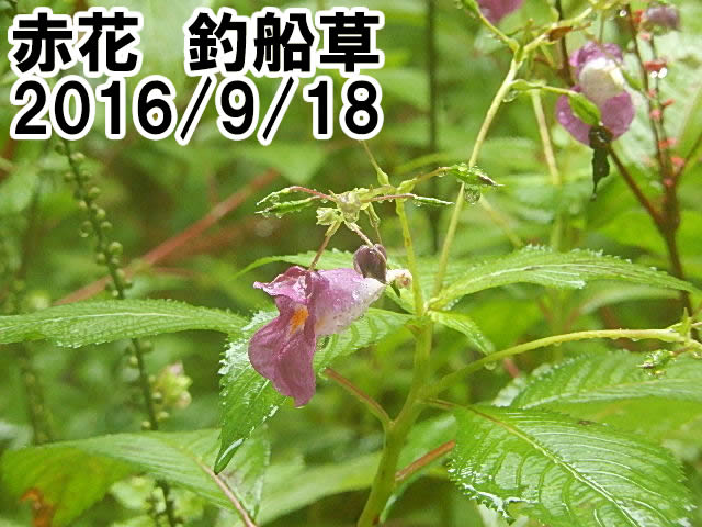 釣船草赤花