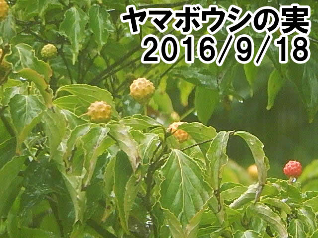 ヤマボウシの実