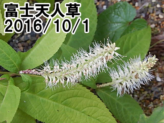 フジテンニンソウ