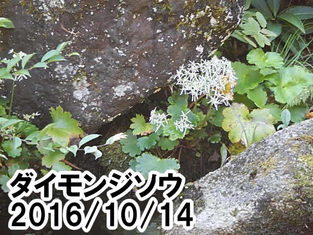 ダイモンジソウ