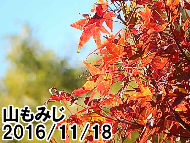 山もみじ