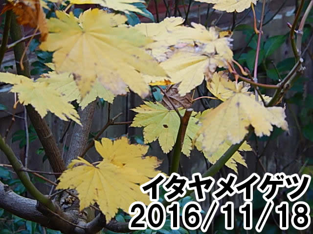 イタヤメイゲツ