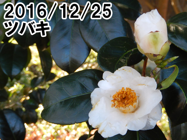 ツバキ
