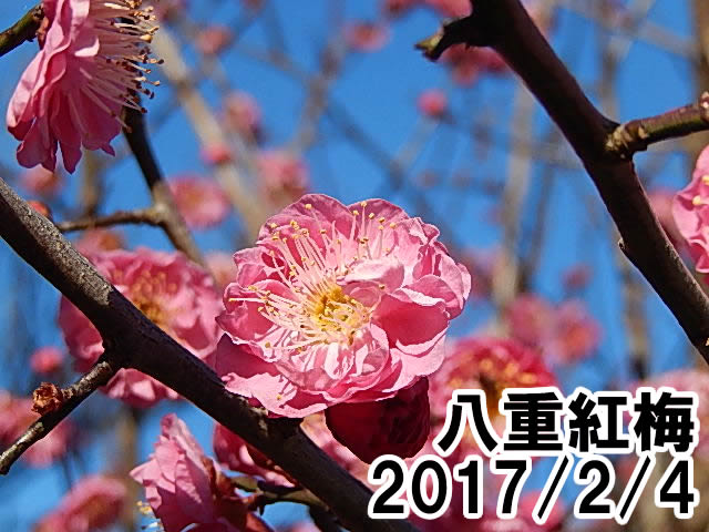 八重紅梅
