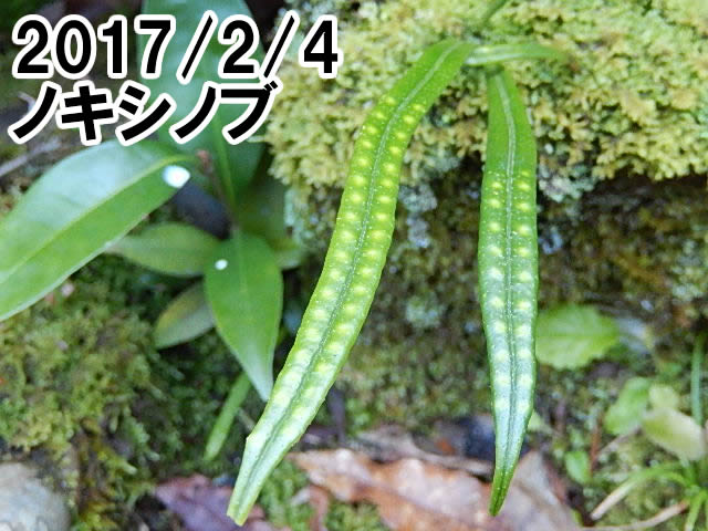 ノキシノブ