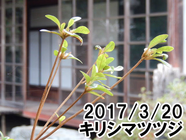 キリシマツツジ