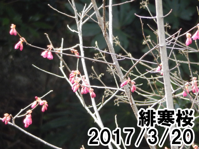 緋寒桜