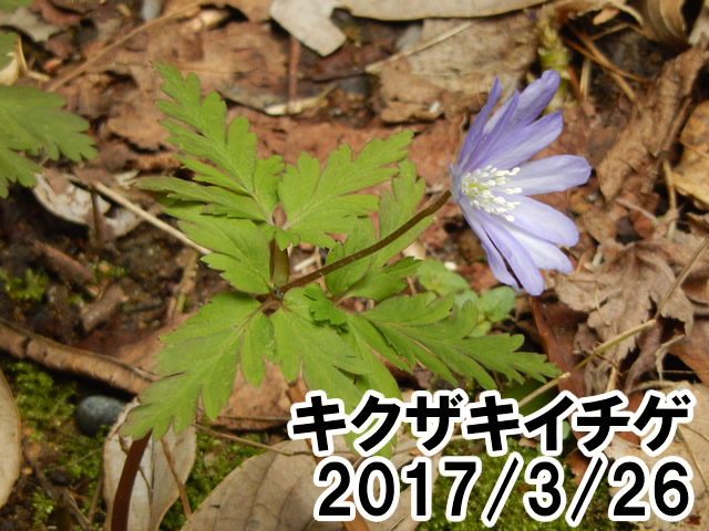 キクザキイチゲ