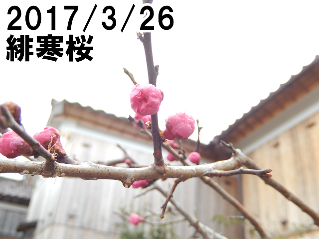 緋寒桜