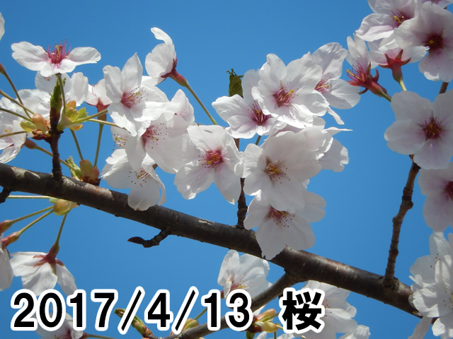桜