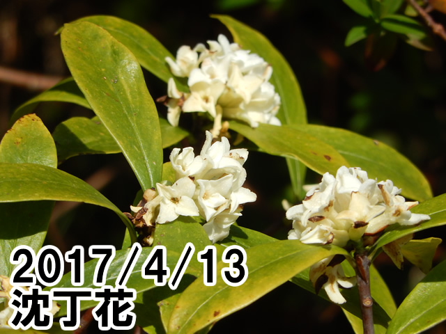 沈丁花