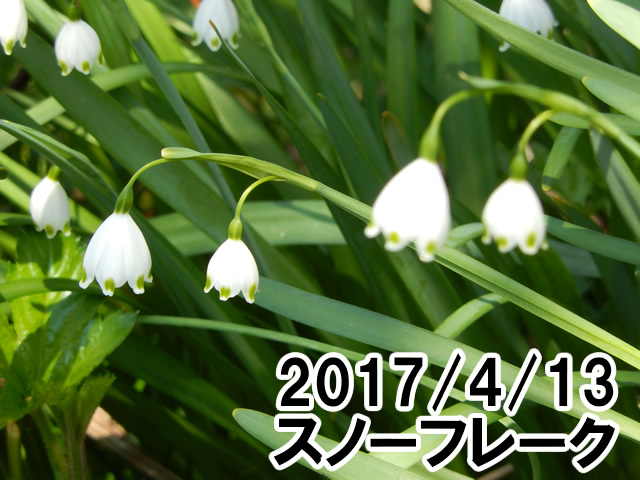 スノーフレーク