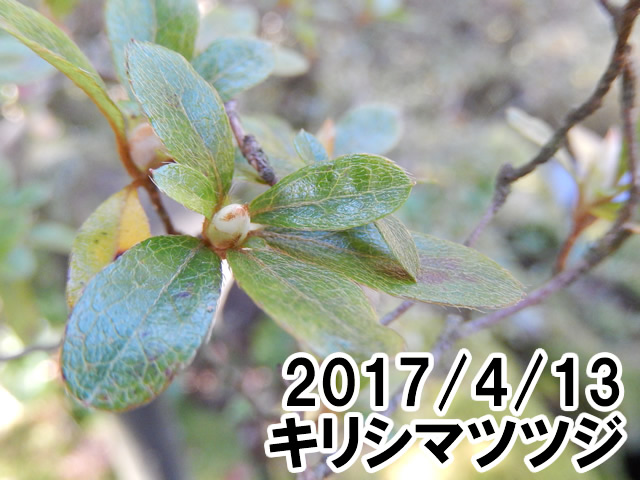 キリシマツツジ