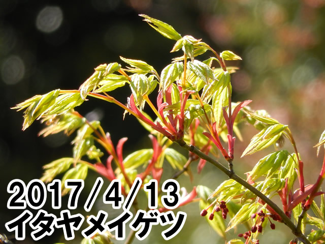 イタヤメイゲツ