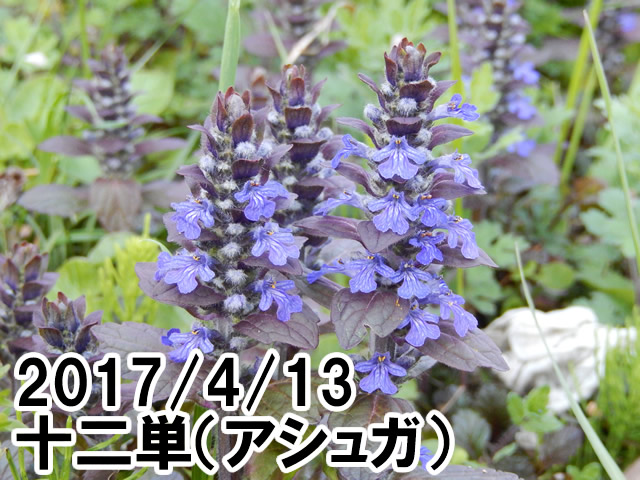 十二単アシュガ