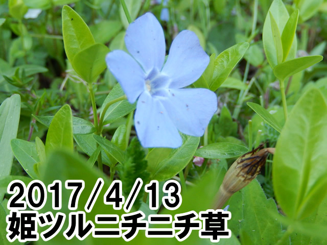 姫ツルニチニチ草