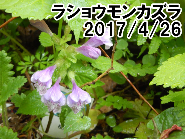 ラショウモンカズラ