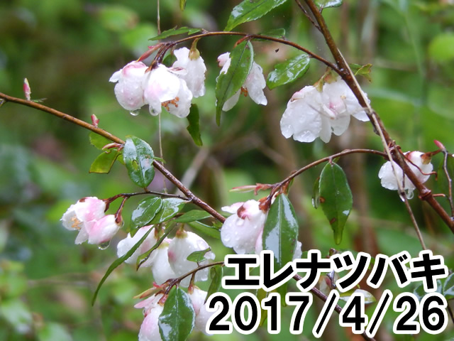エレナツバキ